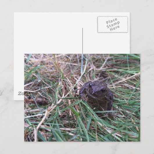 Kleiner Frosch Postkarte (Vorne/Hinten)