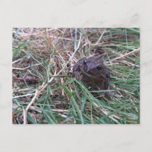 Kleiner Frosch Postkarte