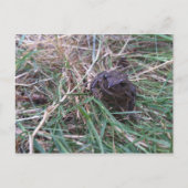 Kleiner Frosch Postkarte (Vorderseite)