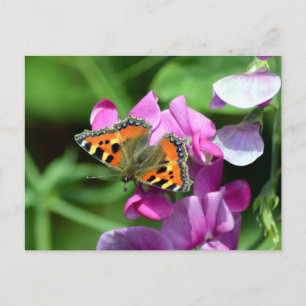 Kleiner Fuchs & Duftwicken Postkarte
