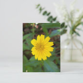 kleiner gelber Trailing Disma auf einem Postkarte (Stehend Vorderseite)