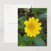 kleiner gelber Trailing Disma auf einem Postkarte (Vorne/Hinten)