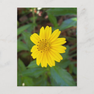 kleiner gelber Trailing Disma auf einem Postkarte