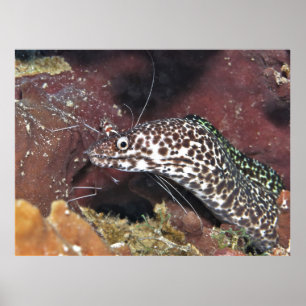 Kleiner Gepunkteter Moray Poster