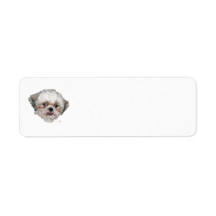 Kleiner geretteter Shih-Tzu-Kopfstudie