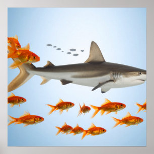 „Kleiner Goldfisch, große Hai-Energie“ Poster