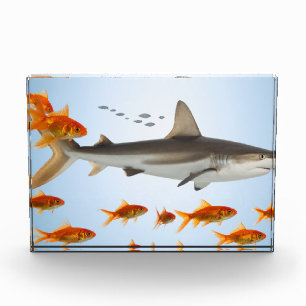 „Kleiner Goldfisch, große Haifisch-Energie“ Fotoblock