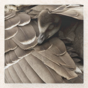 Kleiner Gosling unter dem Flügel der Mama Glasuntersetzer