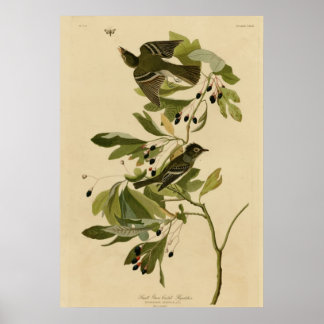 Kleiner grüner Flycatcher Poster