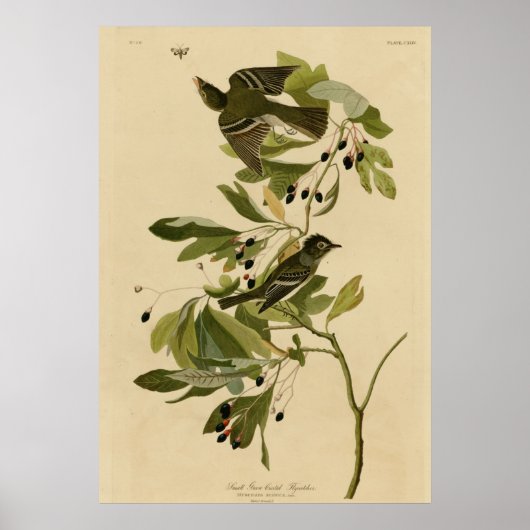 Kleiner grüner Flycatcher Poster (Vorne)