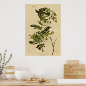 Kleiner grüner Flycatcher Poster (Küche)
