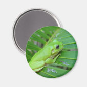 Kleiner Grüner Frosch Magnet (Vorderseite/Rückseite)