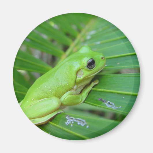 Kleiner Grüner Frosch Magnet (Vorne)