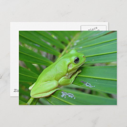 Kleiner Grüner Frosch Postkarte (Vorne/Hinten)