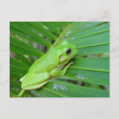Kleiner Grüner Frosch Postkarte (Vorderseite)