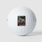 kleiner Hund Golfball (Vorderseite)