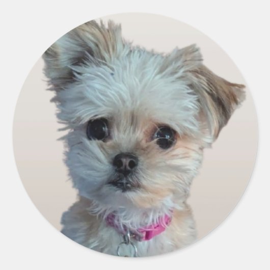 Kleiner Hundeaufkleber Runder Aufkleber (Vorderseite)