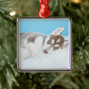 Kleiner Husky-Welpe auf einer Blankette Ornament Aus Metall