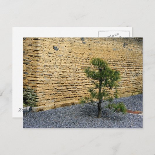 Kleiner Kiefernbaum und Erdwall Postkarte (Vorne/Hinten)