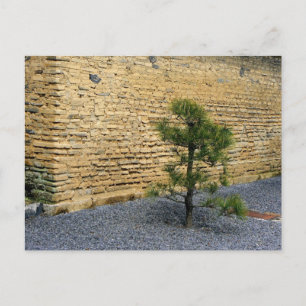 Kleiner Kiefernbaum und Erdwall Postkarte