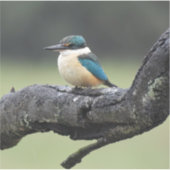 Kleiner Kookaburra Bird Aufkleber (Vorderseite)