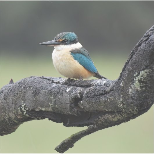 Kleiner Kookaburra Bird Aufkleber (Vorderseite)