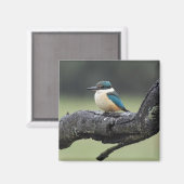 Kleiner Kookaburra Bird Magnet (Vorderseite/Rückseite)