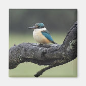 Kleiner Kookaburra Bird Magnet (Vorne)