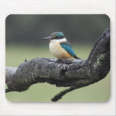 Kleiner Kookaburra Bird Mousepad (Vorne)