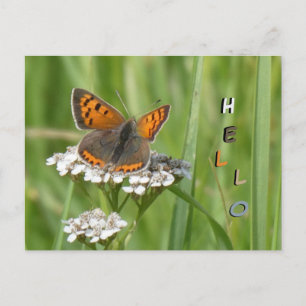 Kleiner Kupferfalter-Schmetterling-Kundenspezifisc Postkarte