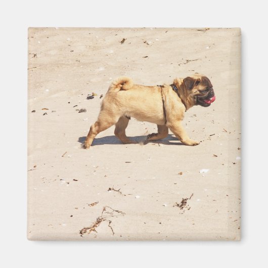 Kleiner Mops im Sommer Magnet (Vorne)