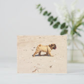 Kleiner Mops im Sommer Postkarte (Stehend Vorderseite)