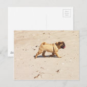 Kleiner Mops im Sommer Postkarte (Vorne/Hinten)