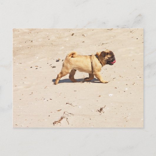 Kleiner Mops im Sommer Postkarte (Vorderseite)