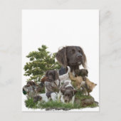 Kleiner Munsterlander Postkarte (Vorderseite)