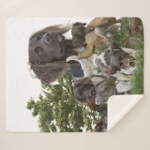 Kleiner Munsterlander Sherpadecke (Vorderseite (Horizontal))