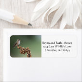 Kleiner Orange Hummingbird (Insitu)