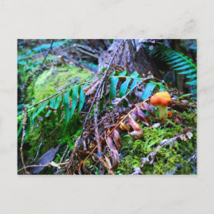 Kleiner Orange Wild Mushroom im Wald Postkarte