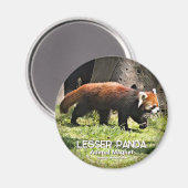 Kleiner Panda Magnet (Vorderseite/Rückseite)