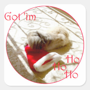 Kleiner Pekingese schnappt sich den Weihnachtsmann Quadratischer Aufkleber
