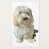 Kleiner Planer Havanese Dog (Vorderseite)