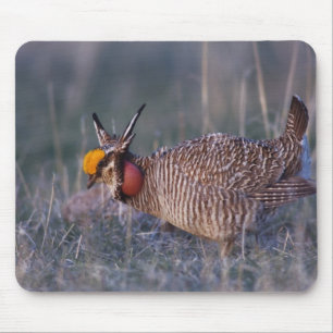 Kleiner Präriehuhn, Tympanuchus Mousepad
