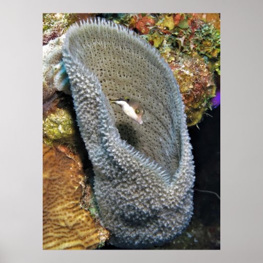 Kleiner Puffer in Korallen Poster (Vorne)