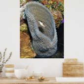 Kleiner Puffer in Korallen Poster (Küche)