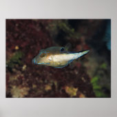 Kleiner Puffer Poster (Vorne)