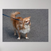 Kleiner Redhead Poster (Vorne)