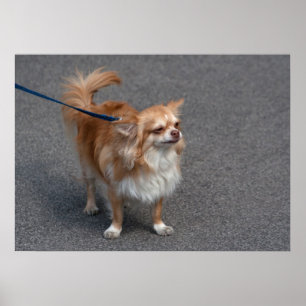 Kleiner Redhead Poster