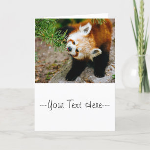 Kleiner roter Panda mit Fern - Tierfotografie Karte