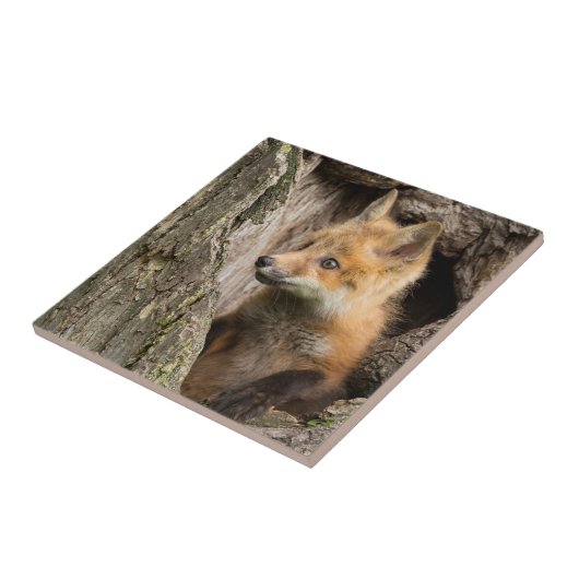 Kleiner Rotfuchs in einem Baumhaufen Fliese (Seite)