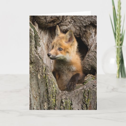 Kleiner Rotfuchs in einem Baumhaufen Karte (Vorderseite)